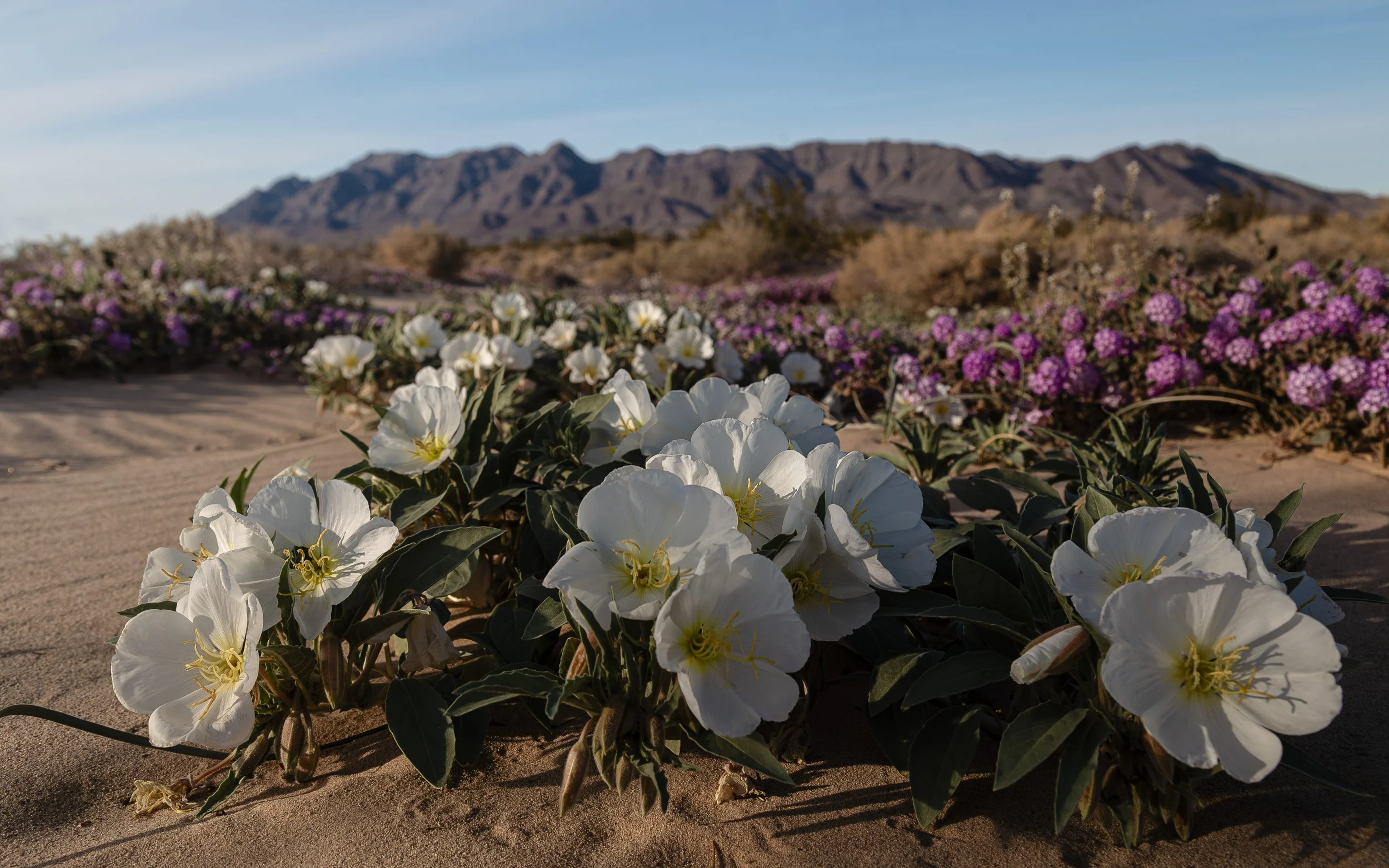 Mojave desert wildflowers San Bernardino County, California 2023