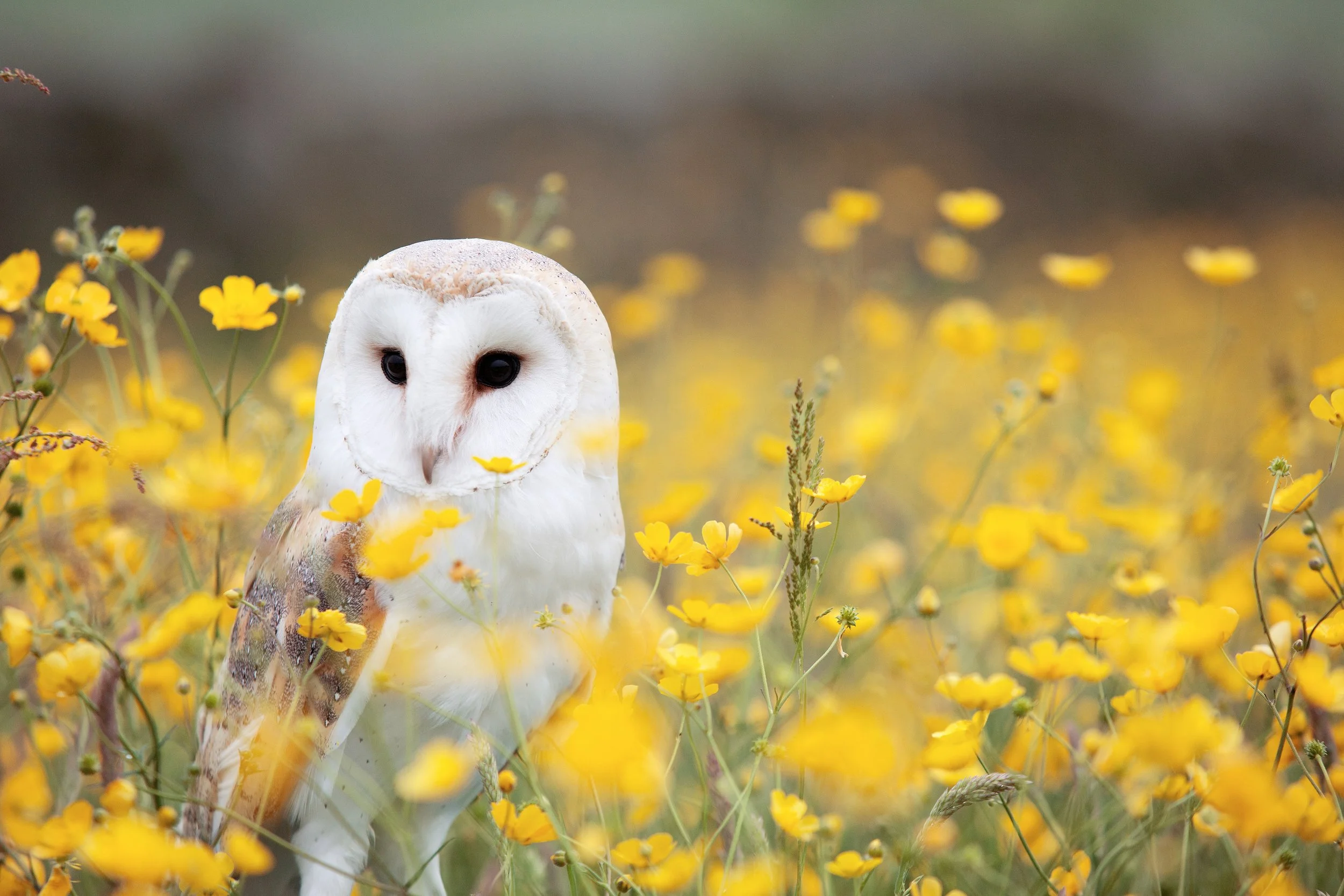 owl.jpg