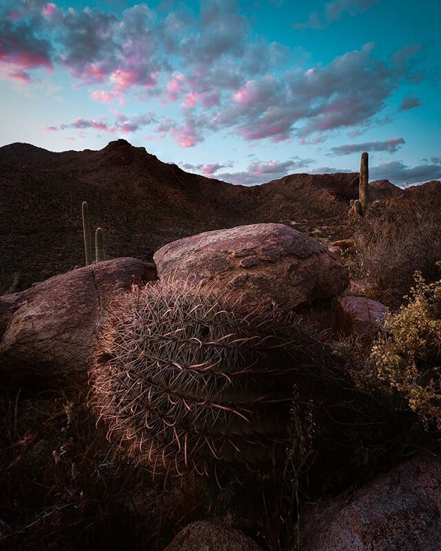 Bored of seeing cacti yet?