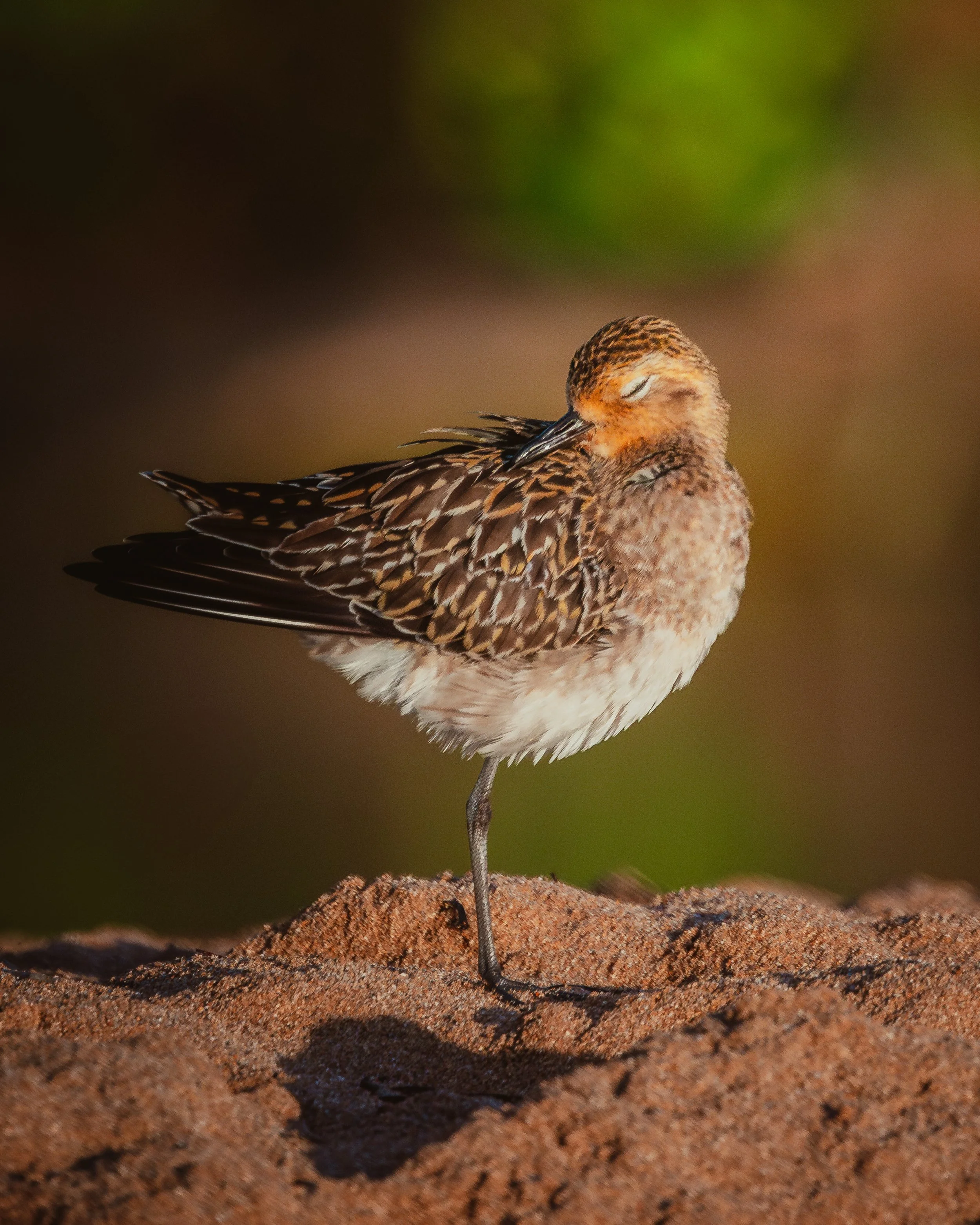 Kauai Birds-1.jpg