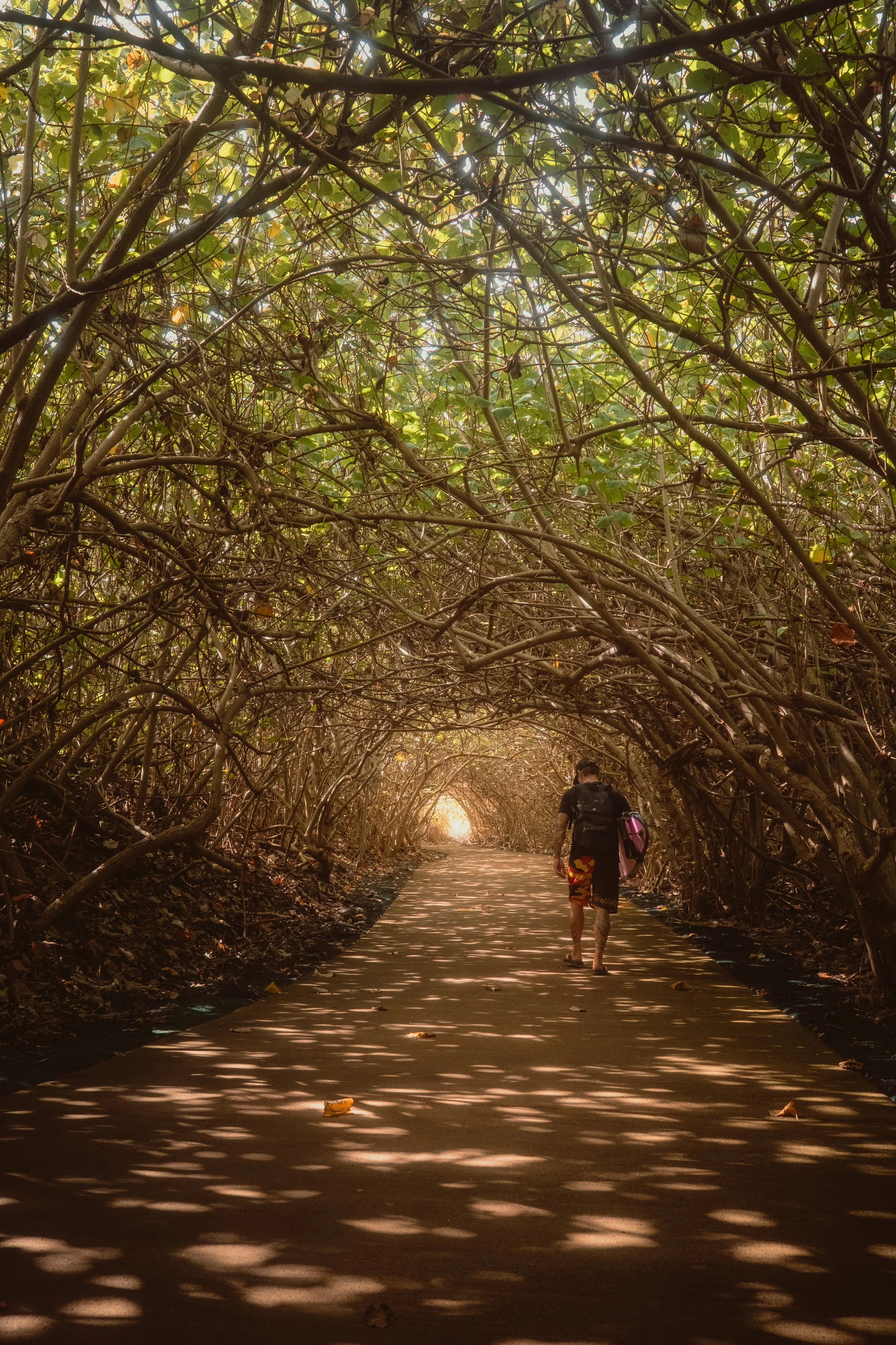 Tunnell Tree-2.jpg