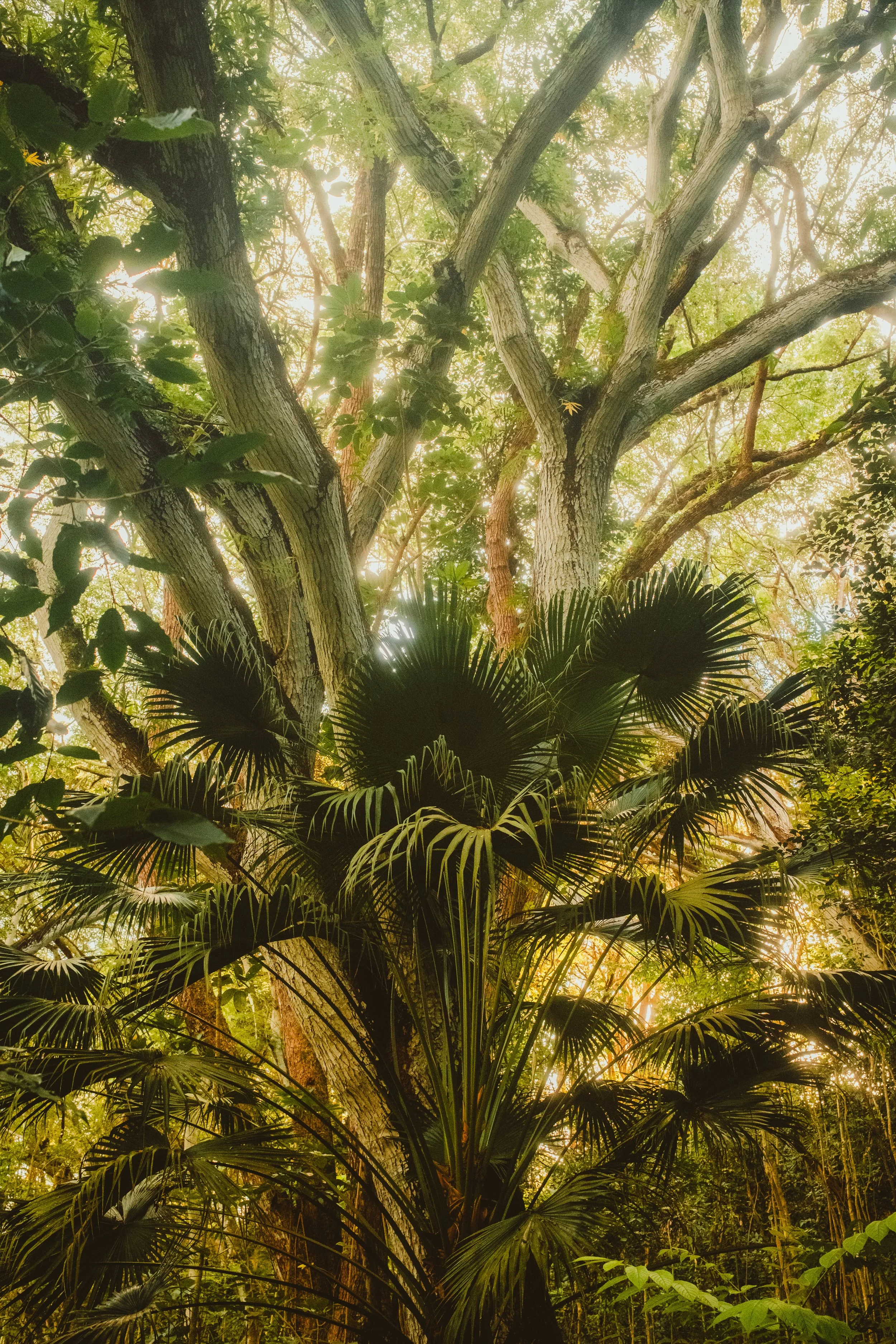 Trees kauai-1.jpg