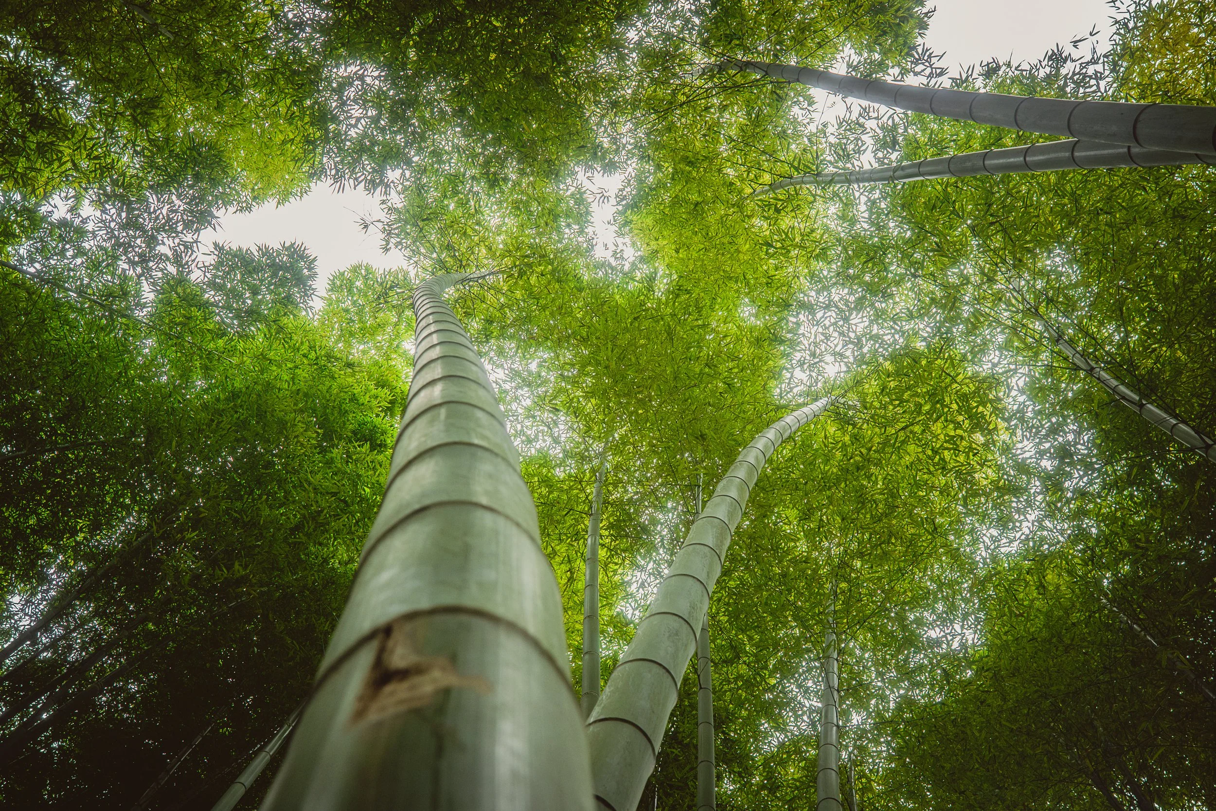 Tree Texture-2.jpg