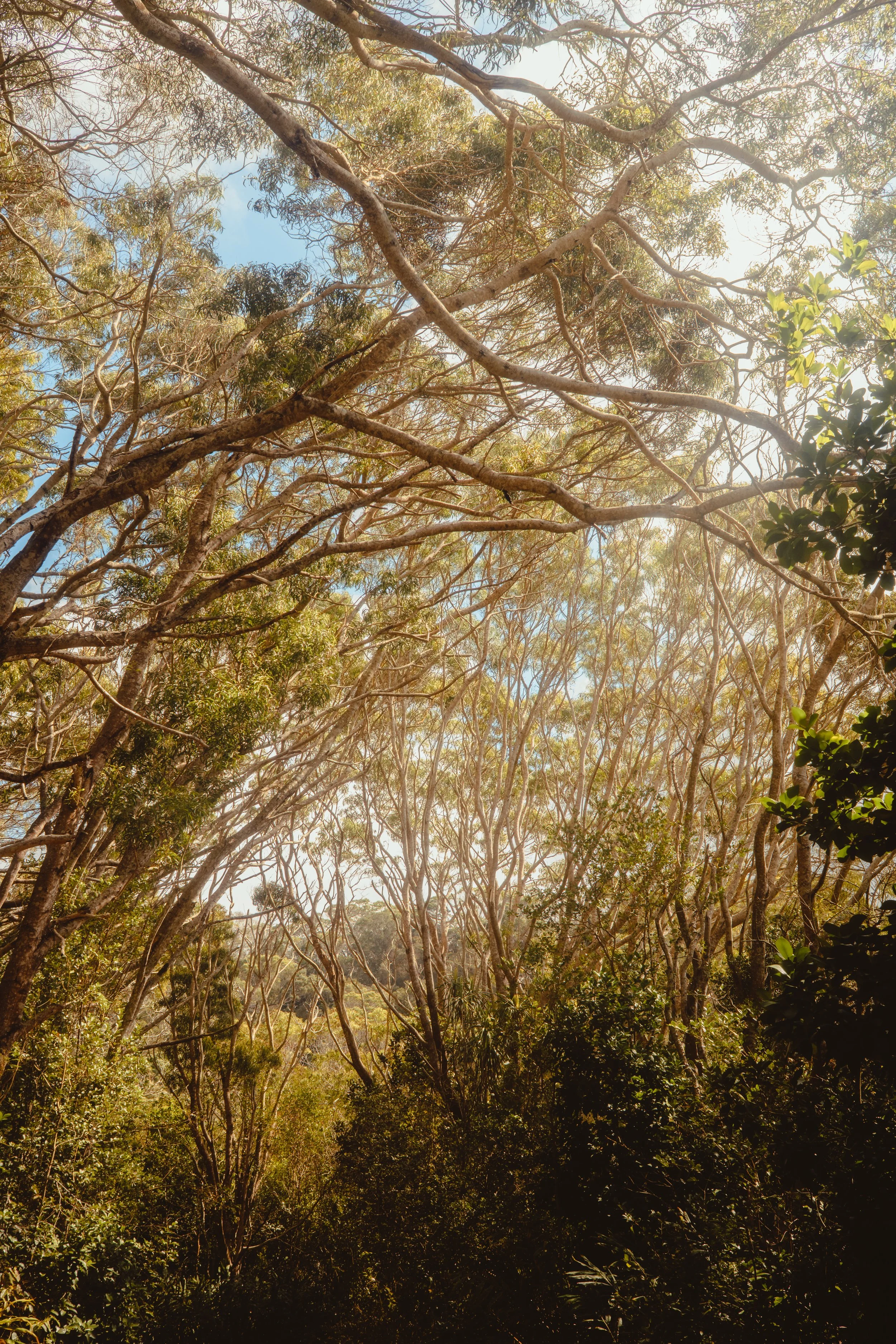 kauai trees-1.jpg