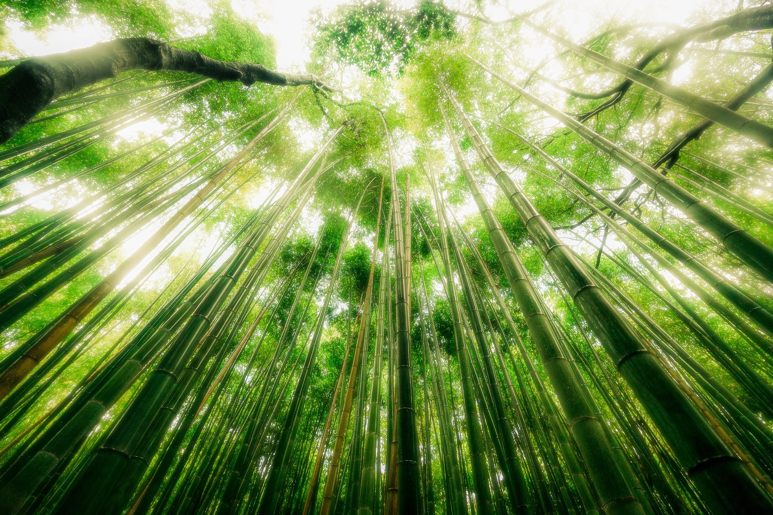 Kyoto 01 24x36.jpg