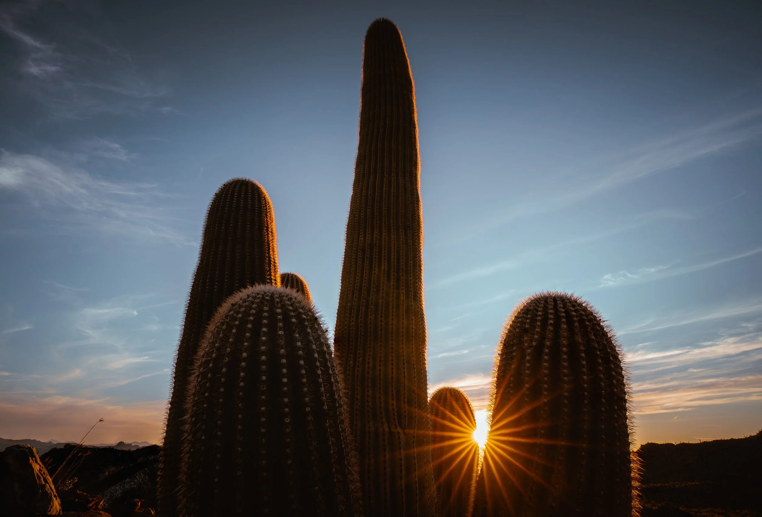 Saguaro Ranch Landscapes-3.jpg