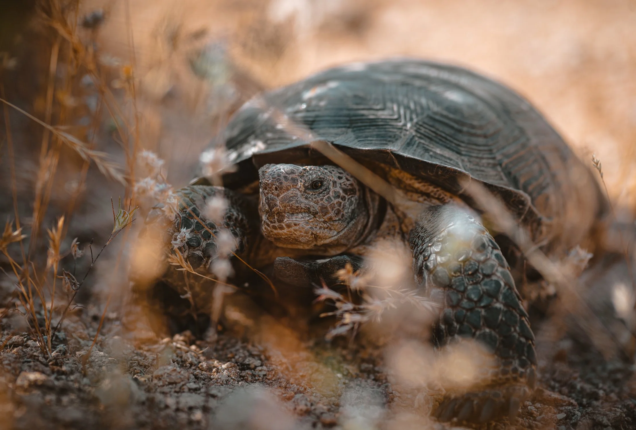 sonoran tortoise-5.jpg