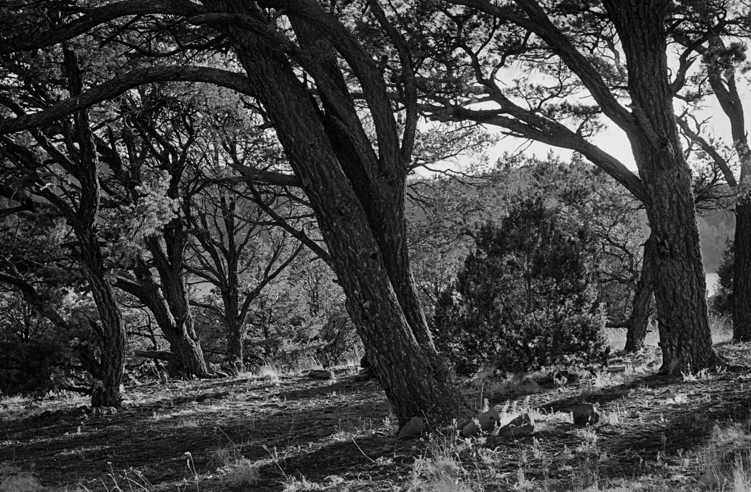 trees jpg copy.jpg