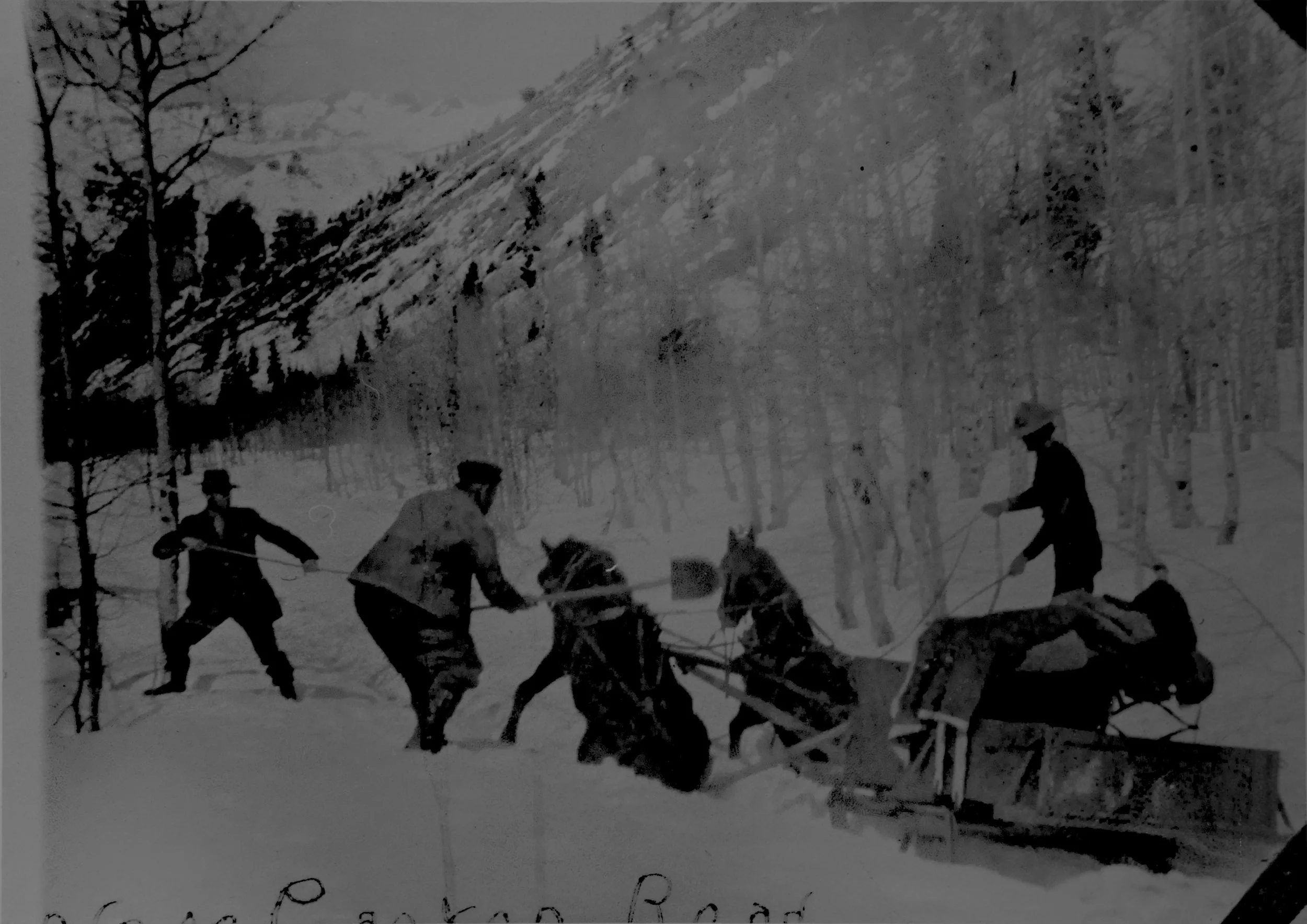 Coalition Mine Supply Mules.jpg