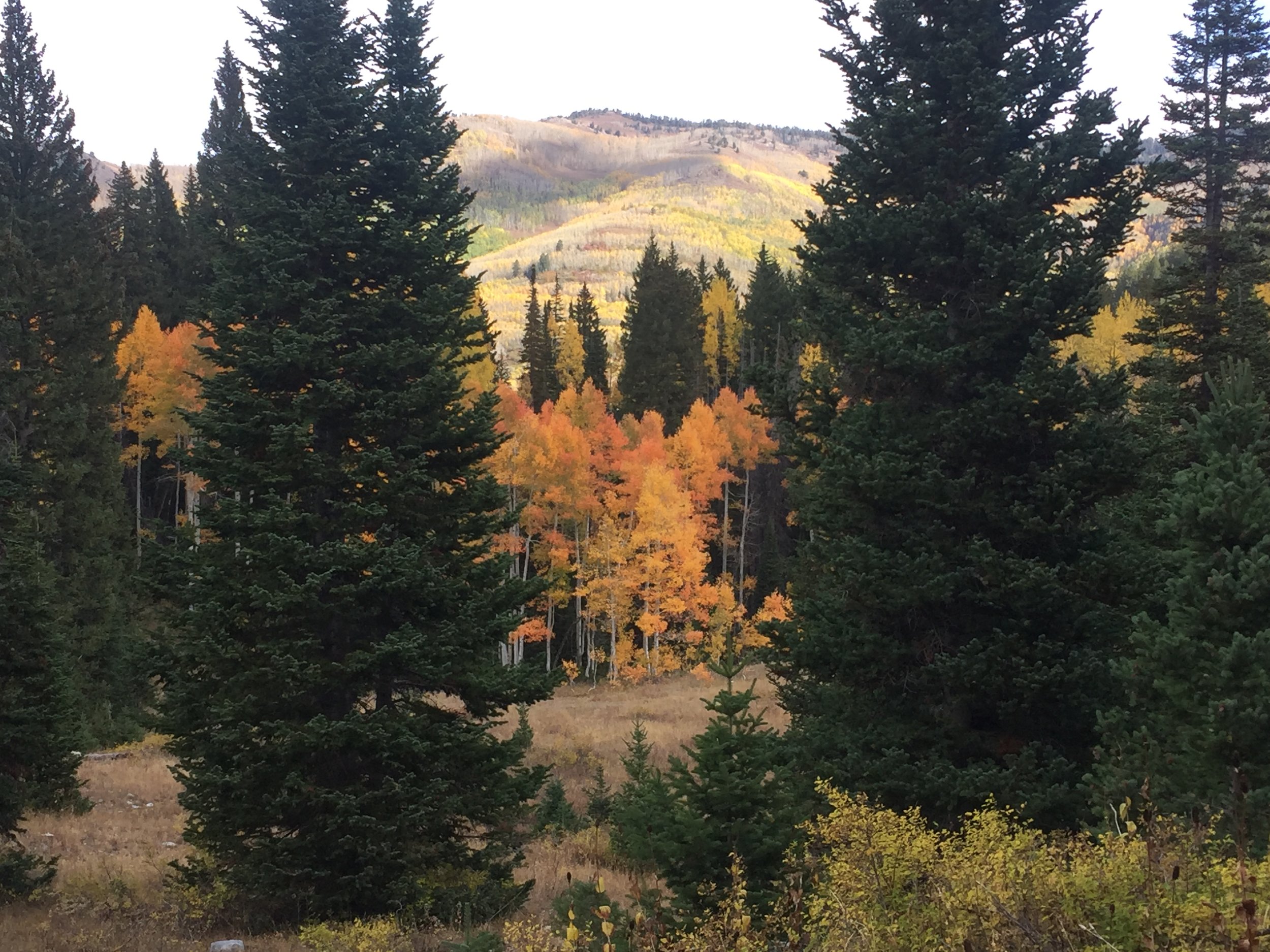 Update on the Latest US Forest Service Issues in Big Cottonwood Canyon 