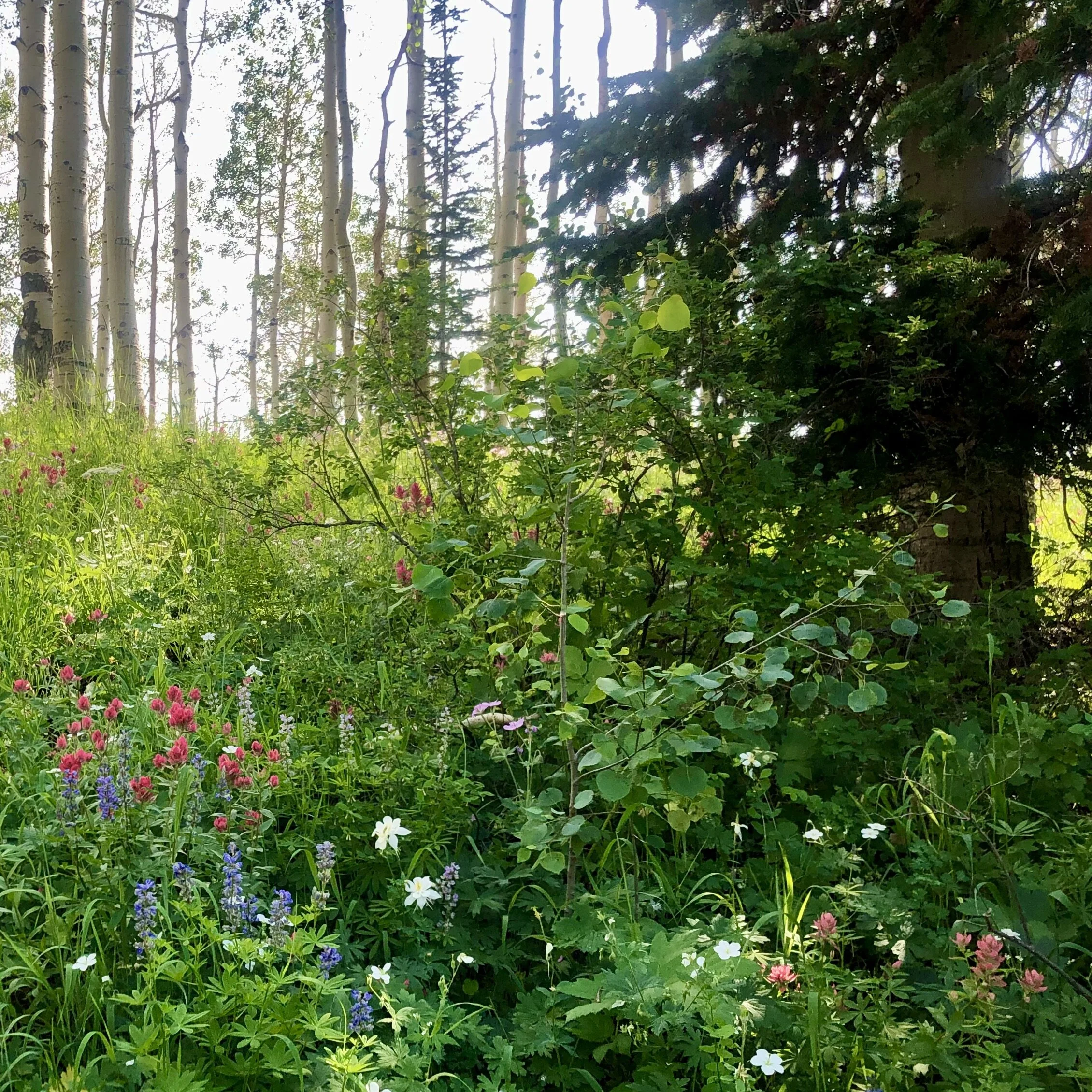Hike with an Arborist: Brighton Resort