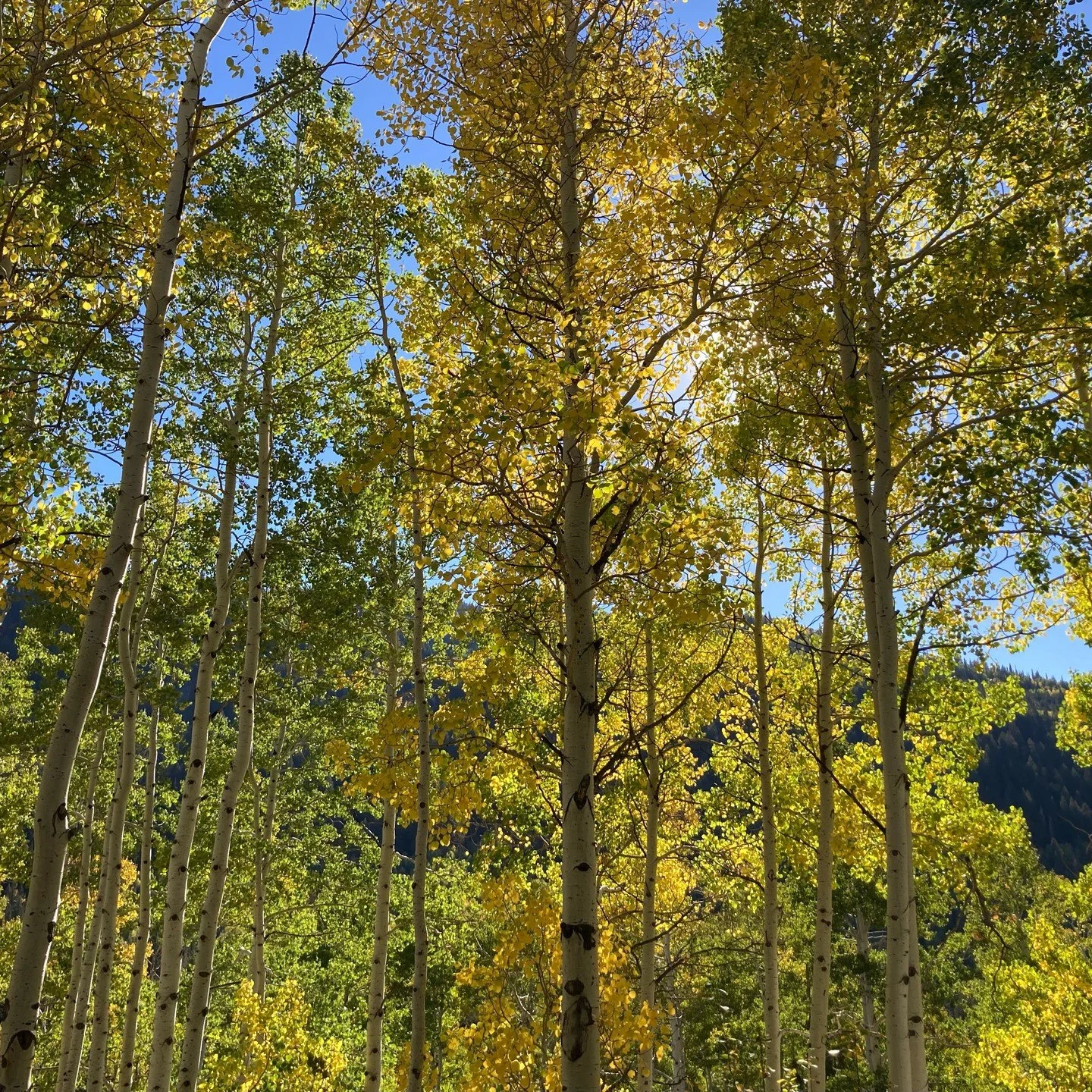 🗞️ Have you heard about Brighton Institute&rsquo;s FREE Monthly Newsletter?

What is it?
This is a newsletter that goes out (typically) on the first of each month to subscribers of the Brighton Institute.

What information is included?
In the newsle