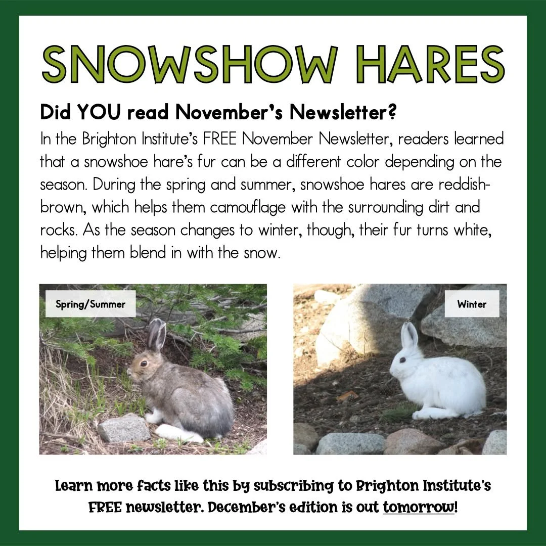 Do YOU subscribe to Brighton Institute's FREE Newsletter? If not, head on over to the Brighton Institute website (https://www.thebrightoninstitute.org) and subscribe NOW. 

Why should you subscribe? By subscribing, not only will you be informed on ev