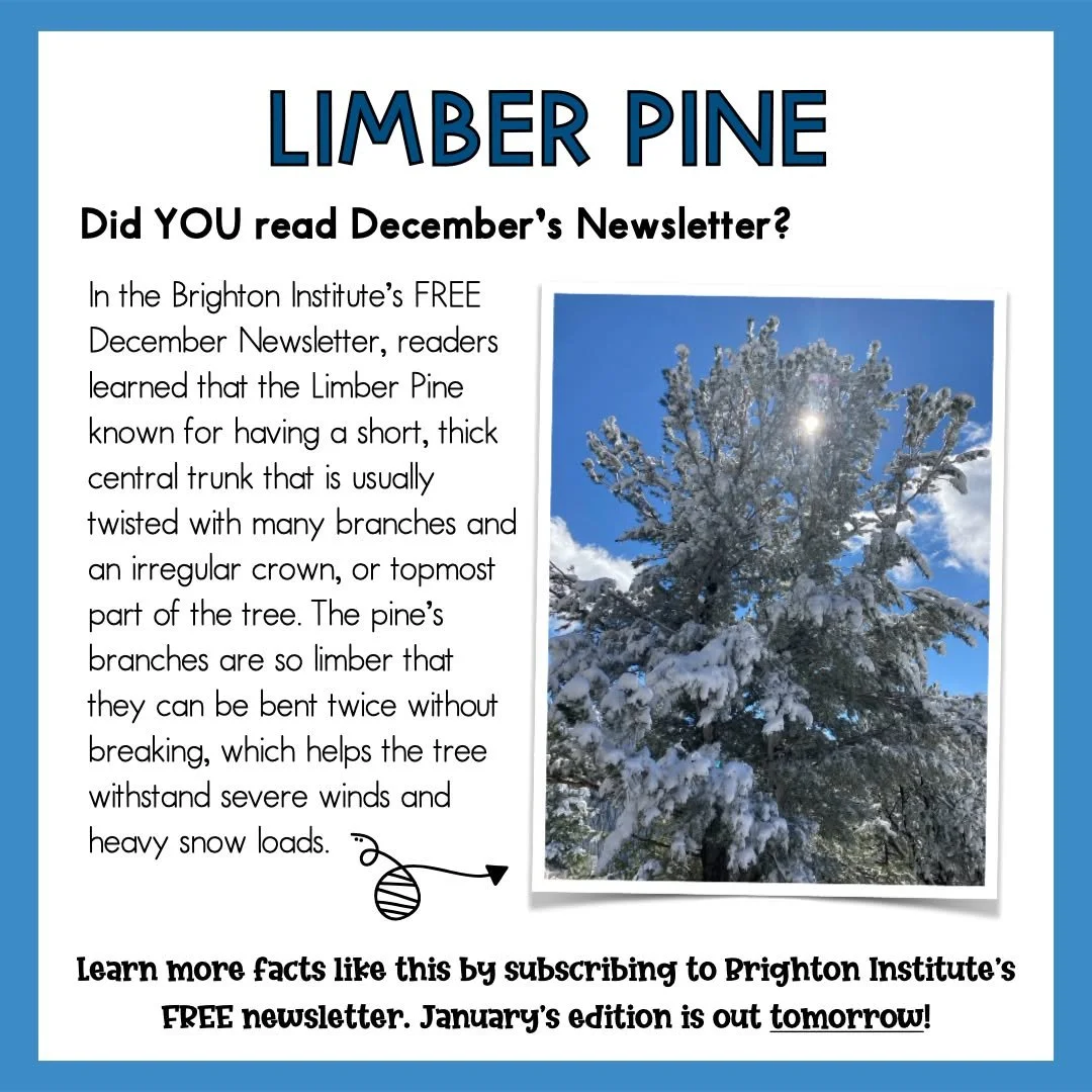 Do YOU subscribe to Brighton Institute's FREE Newsletter? If not, head on over to the Brighton Institute website (https://www.thebrightoninstitute.org) and subscribe NOW.

Why should you subscribe? By subscribing, not only will you be informed on eve