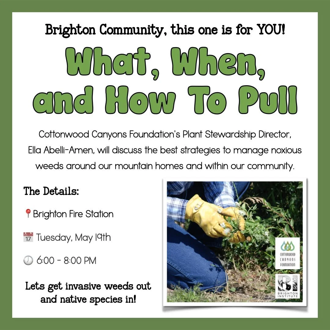 What, When, and How to Pull

📍Brighton Fire Station

📅 Tuesday, May 19th

🕖 6:00 - 8:00 PM

Join us as we learn from Cottonwood Canyons Foundation's Plant Stewardship Director, Ella Abelli-Amen, about the best strategies to manage invasive weeds a