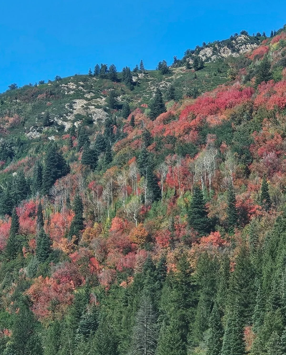 The first signs of fall have appeared in Big Cottonwood Canyon.

What is YOUR favorite part of fall in the canyon? Tell us in the comments below.

#bigcottonwoodcanyon #fallcolours #changingseasons