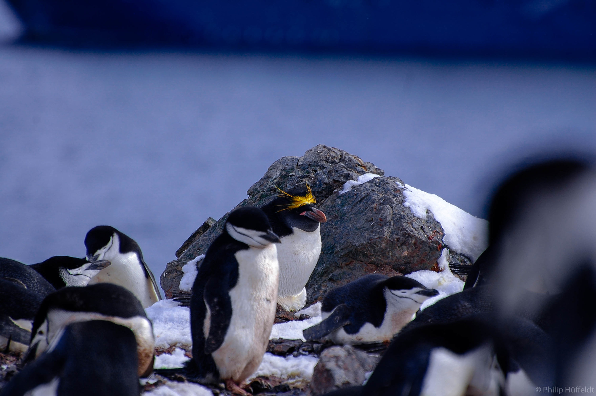 Antartica Penguin.jpg