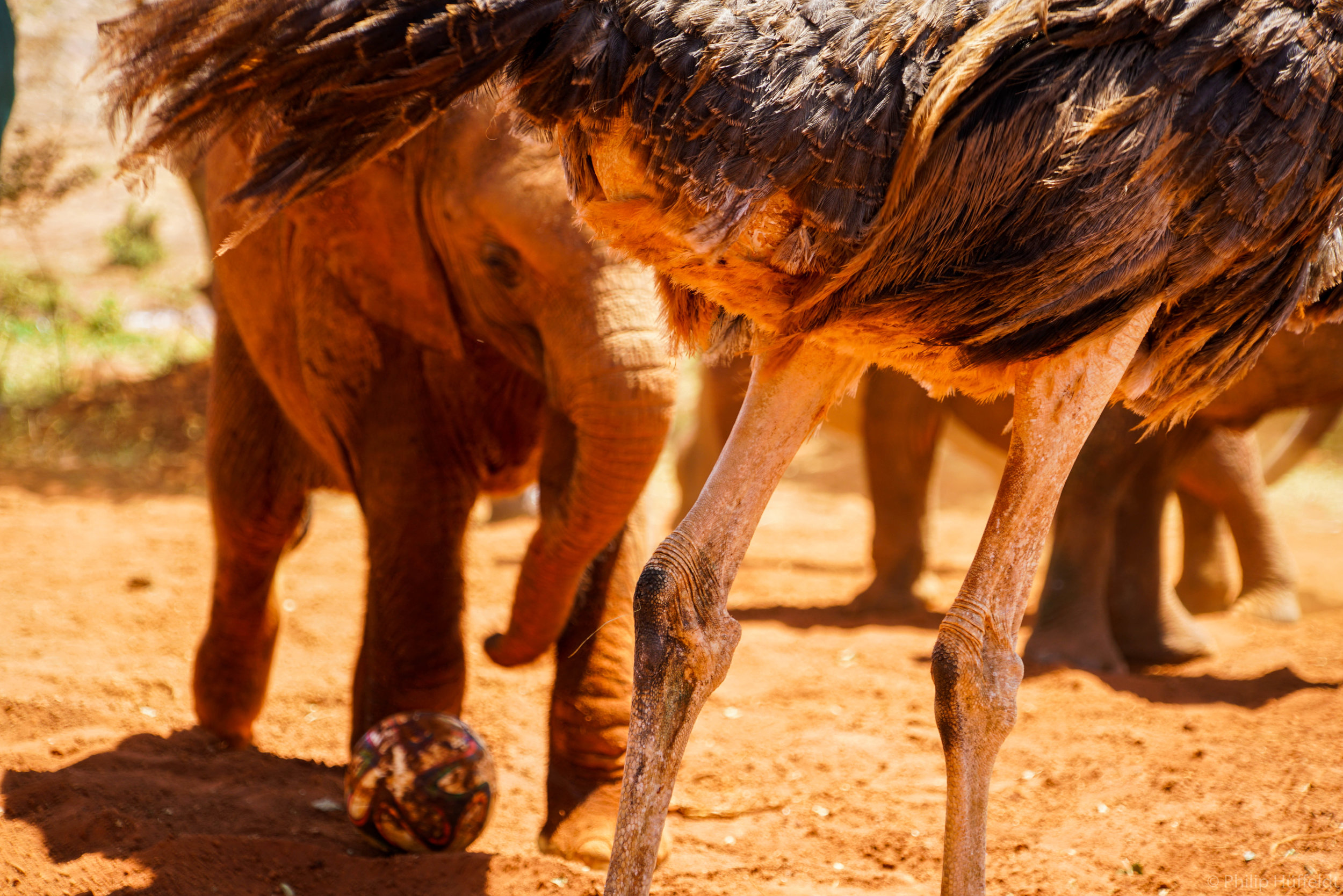 Elephant and ostrich balling Kenya.jpg