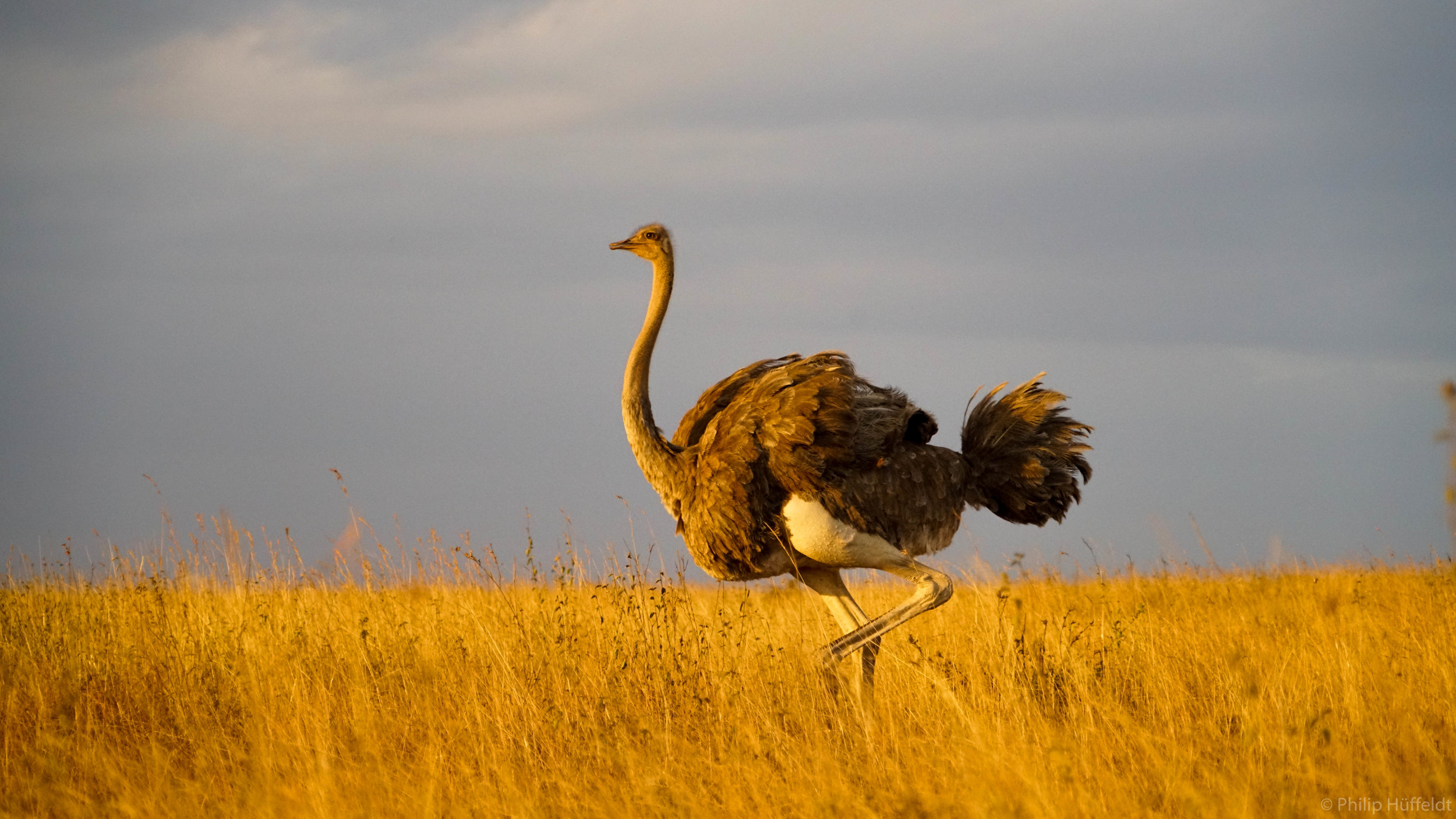 Ostrich sunset Kenya.jpg