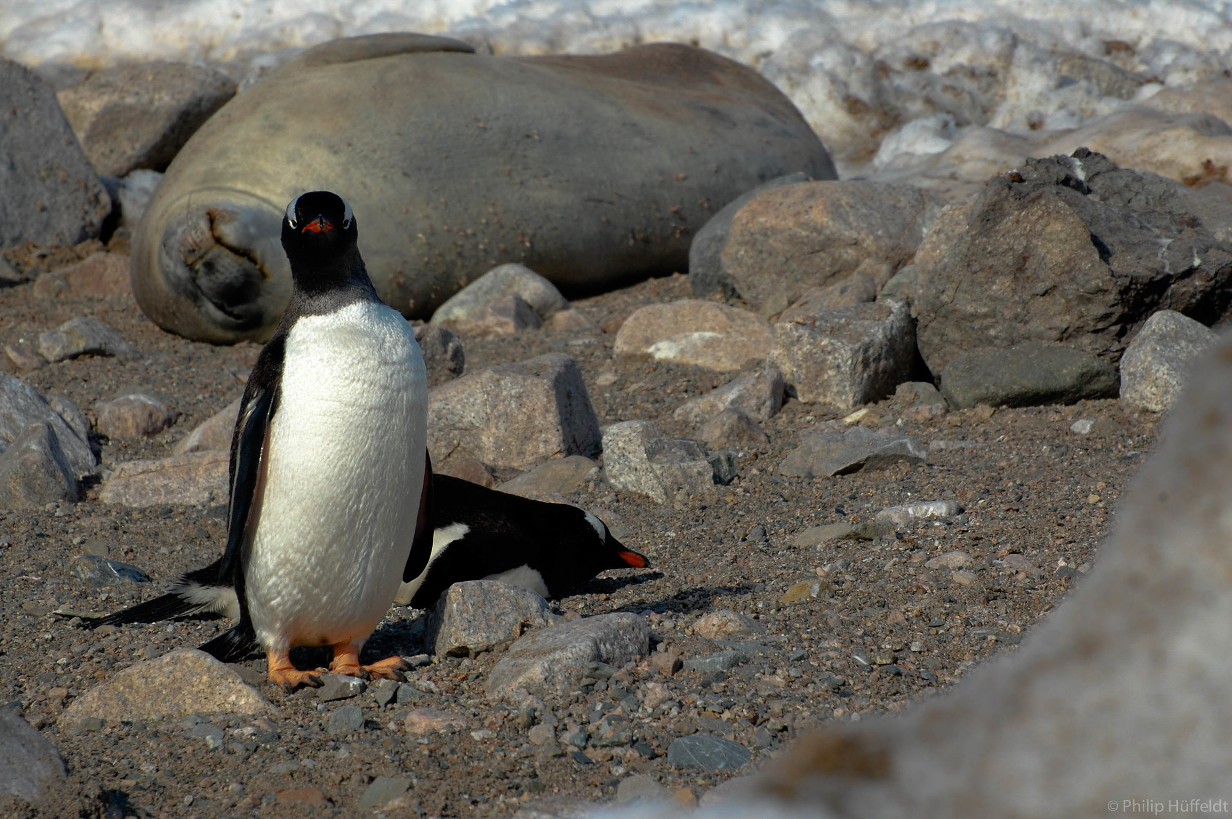 Penguin and seal Antartica.jpg