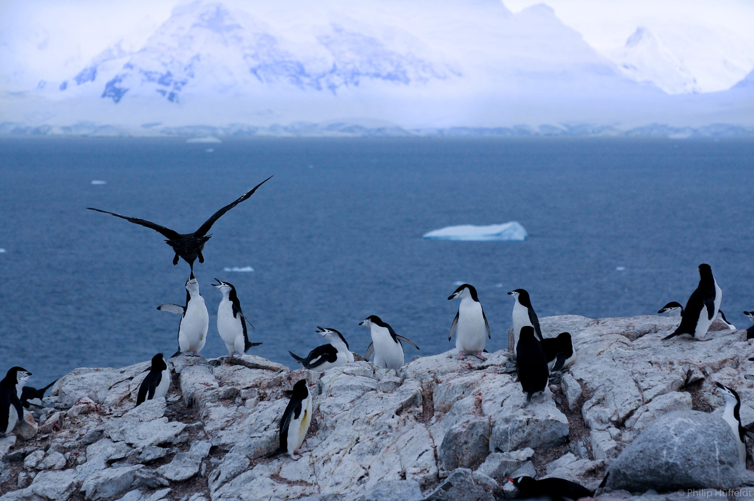 Penguin and skua Antartica.jpg