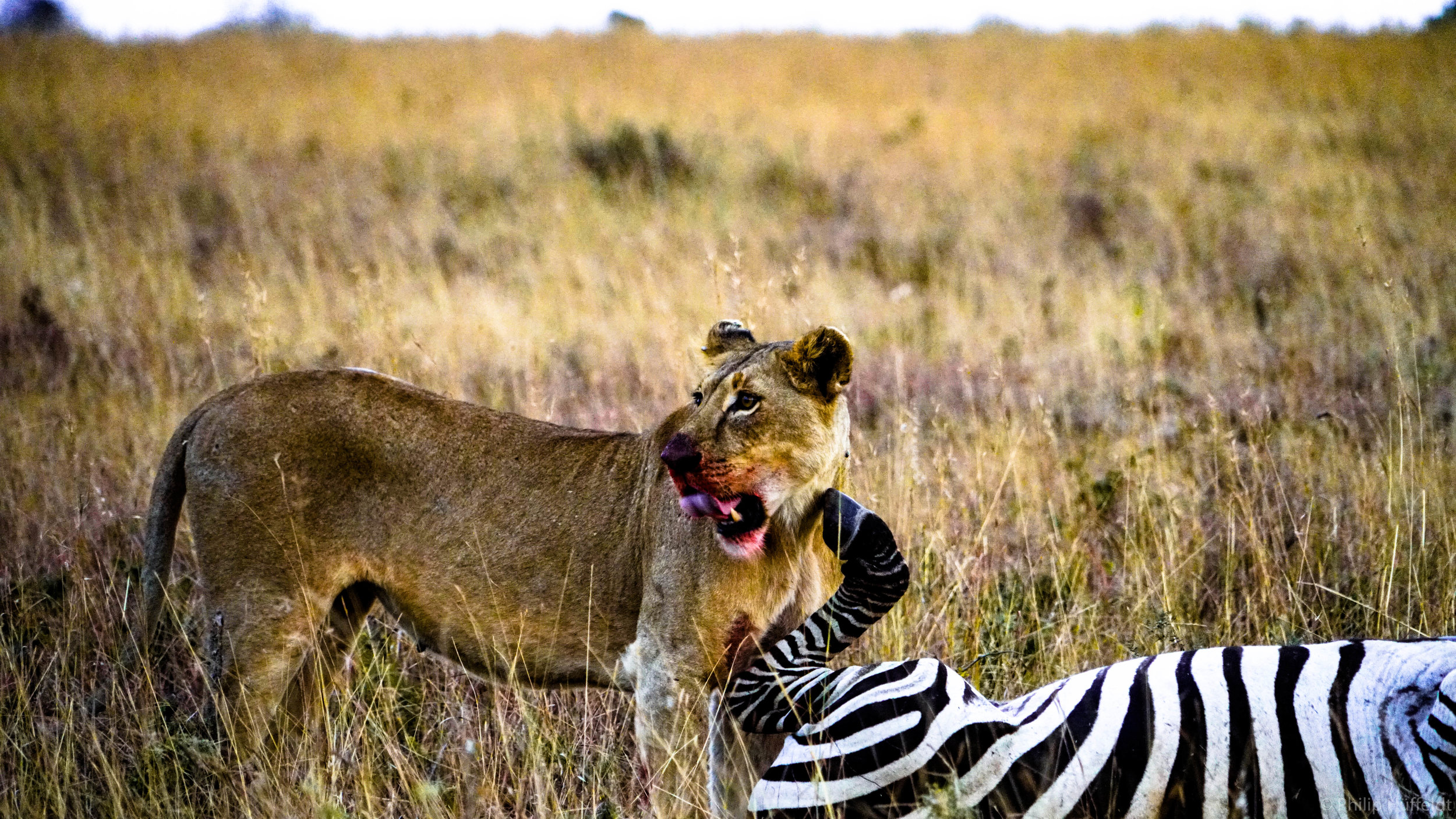 Lioness with Zebra kill Kenya.jpg