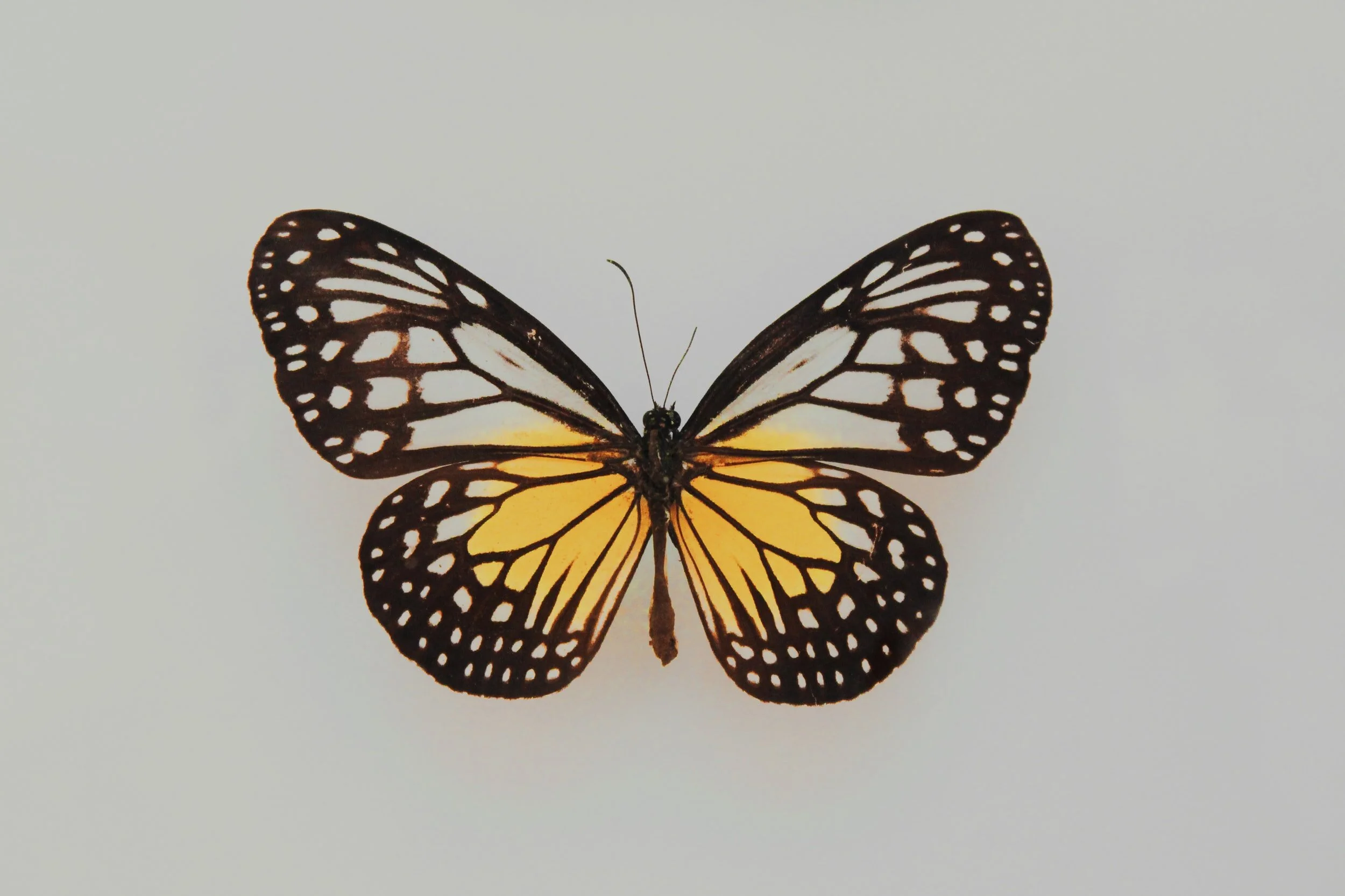 Black Butterfly House