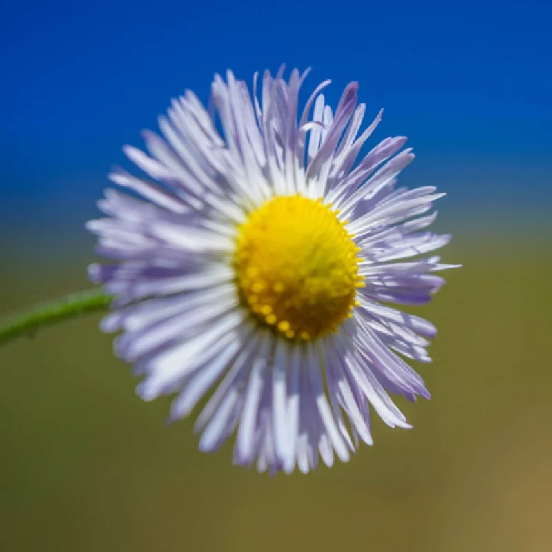 Flower.jpg
