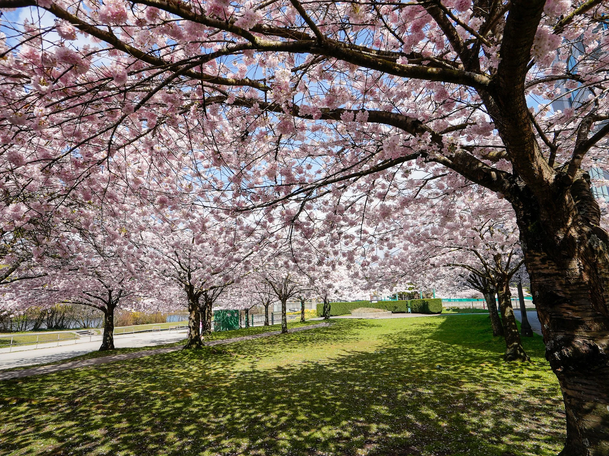 101 1845 Robson MLS 2026-17.jpg