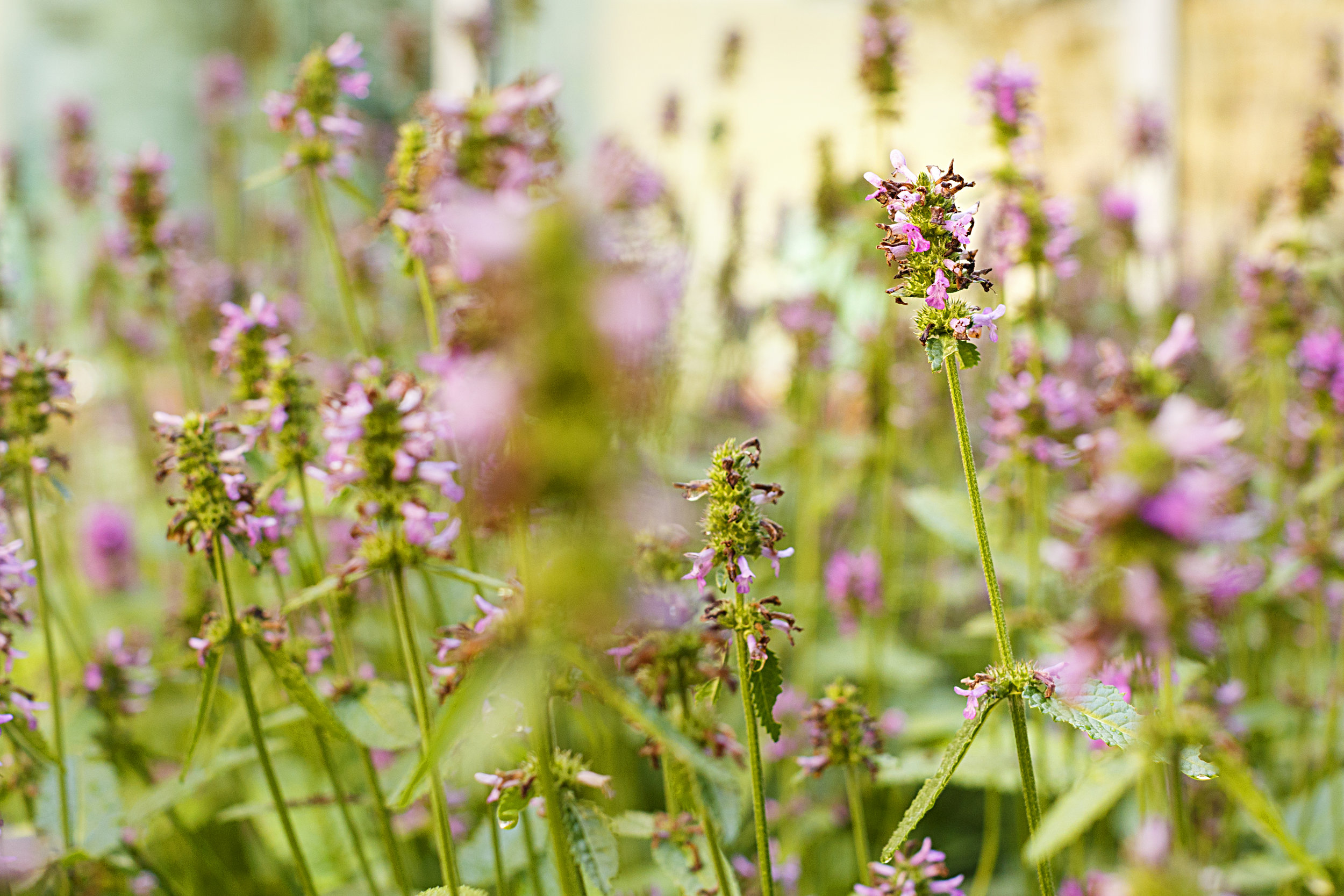 Recover-Green-Roofs-0013.jpg