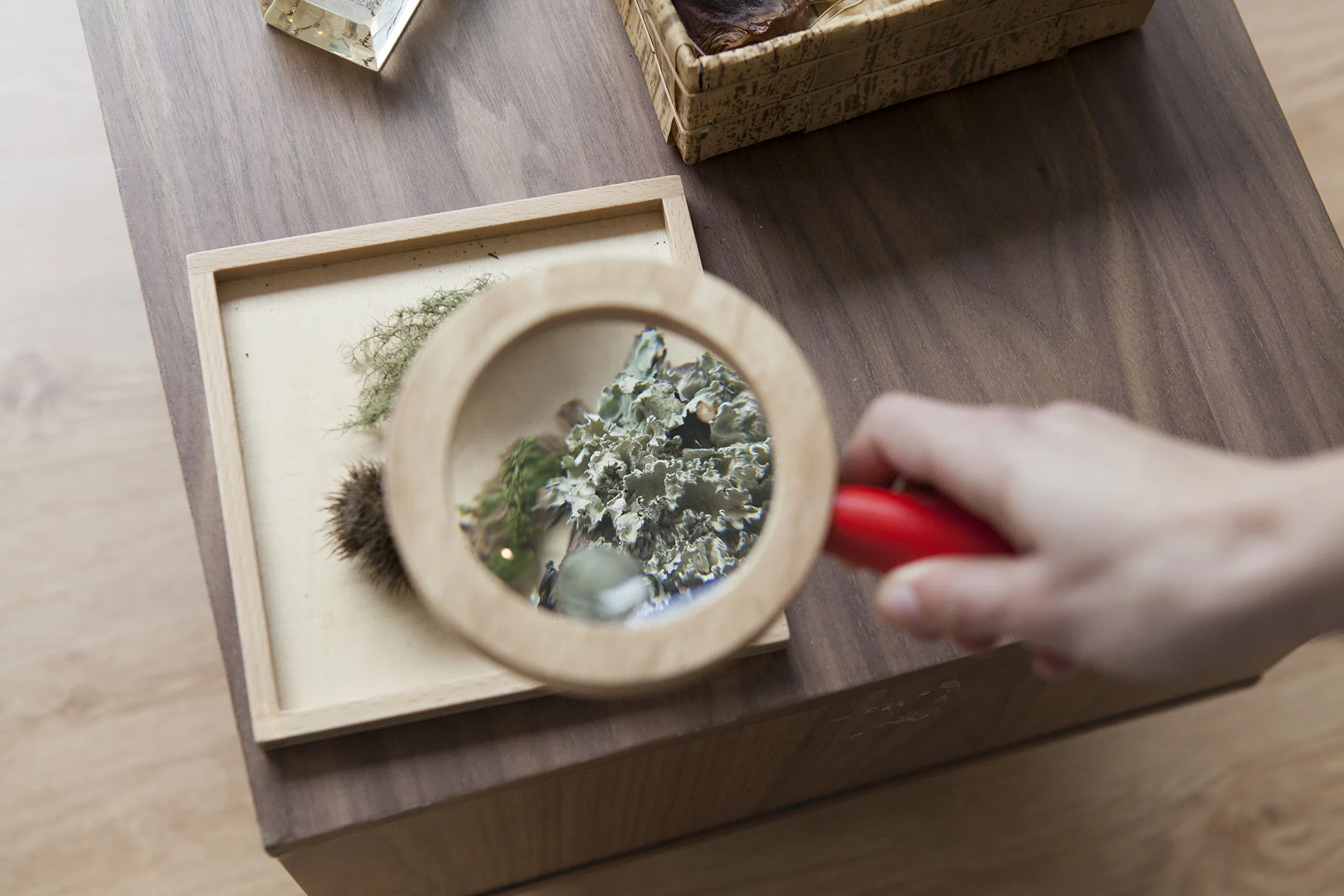 Workshop: "Neuromitos" - Montessori e a Neurociência