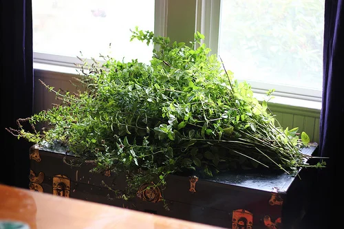 The Medicine of Making - The Last Wild Mint