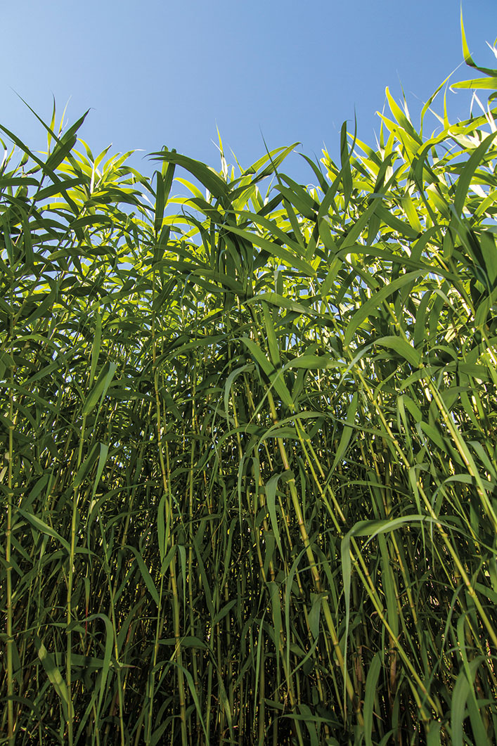 Giant reed grass 