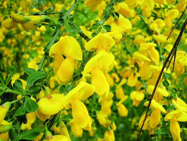 Spanish broom