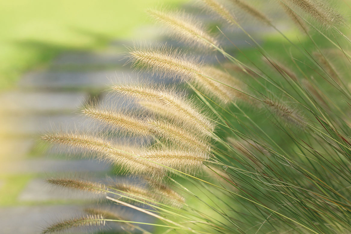 Green fountain grass