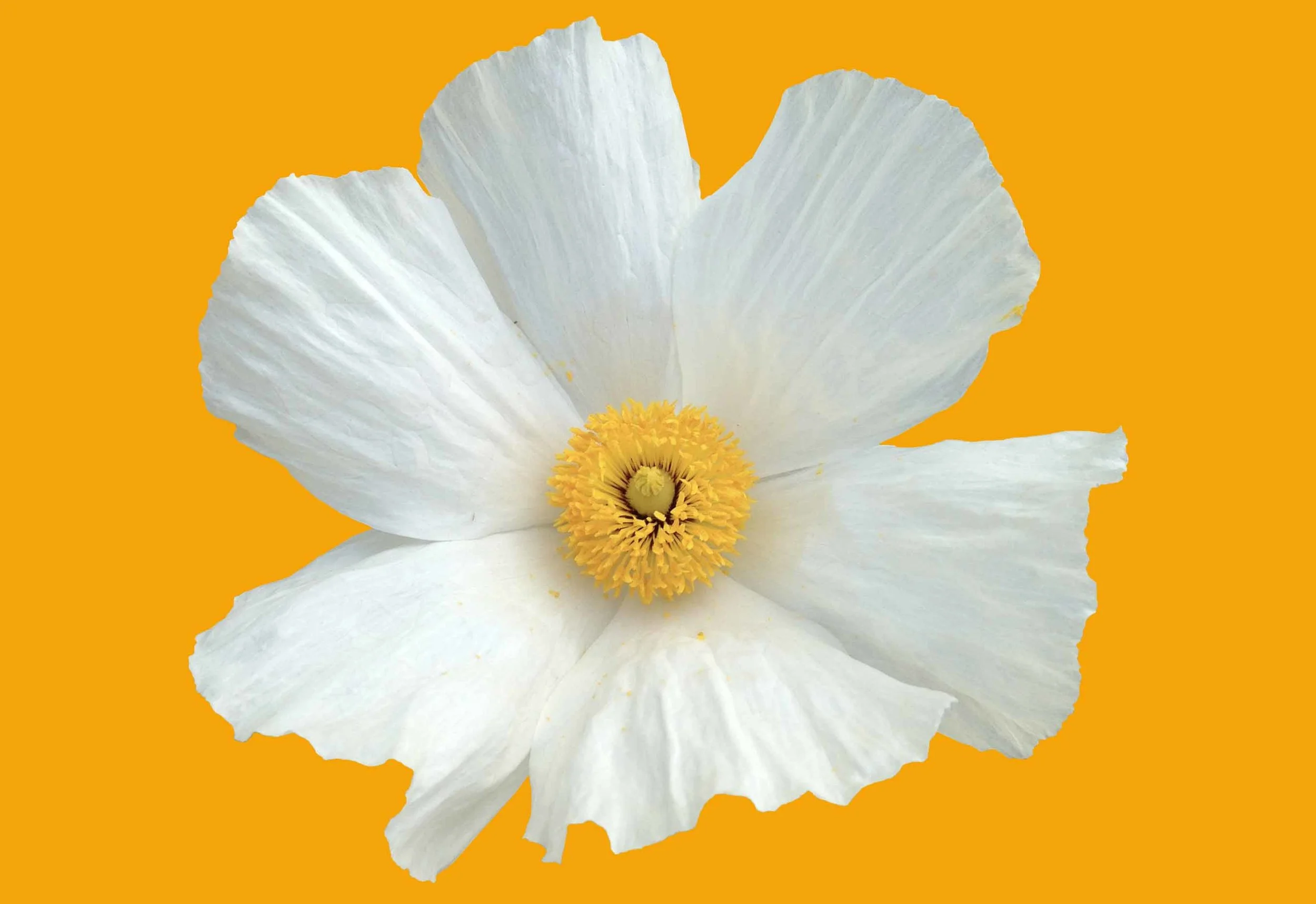 flower.jpg