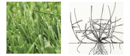 Tall fescue 