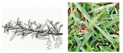 St. Augustine grass