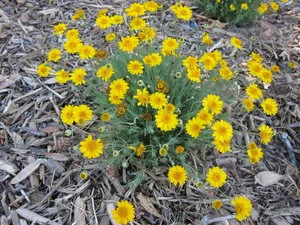 Plant native species that are adapted to the site's soil. ( Thymophylla pentachaeta ) Image © Pam Pavela