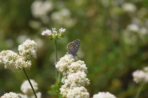 Try to water before a heat wave hits, below 85 degrees. ( Eriogonum fasciculatum ) Image © Lisa Novick