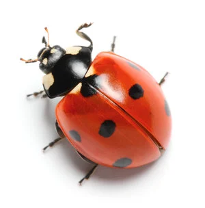 BkSUS_Ladybug.jpg