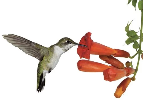 BkSUS_hummingbird.jpg