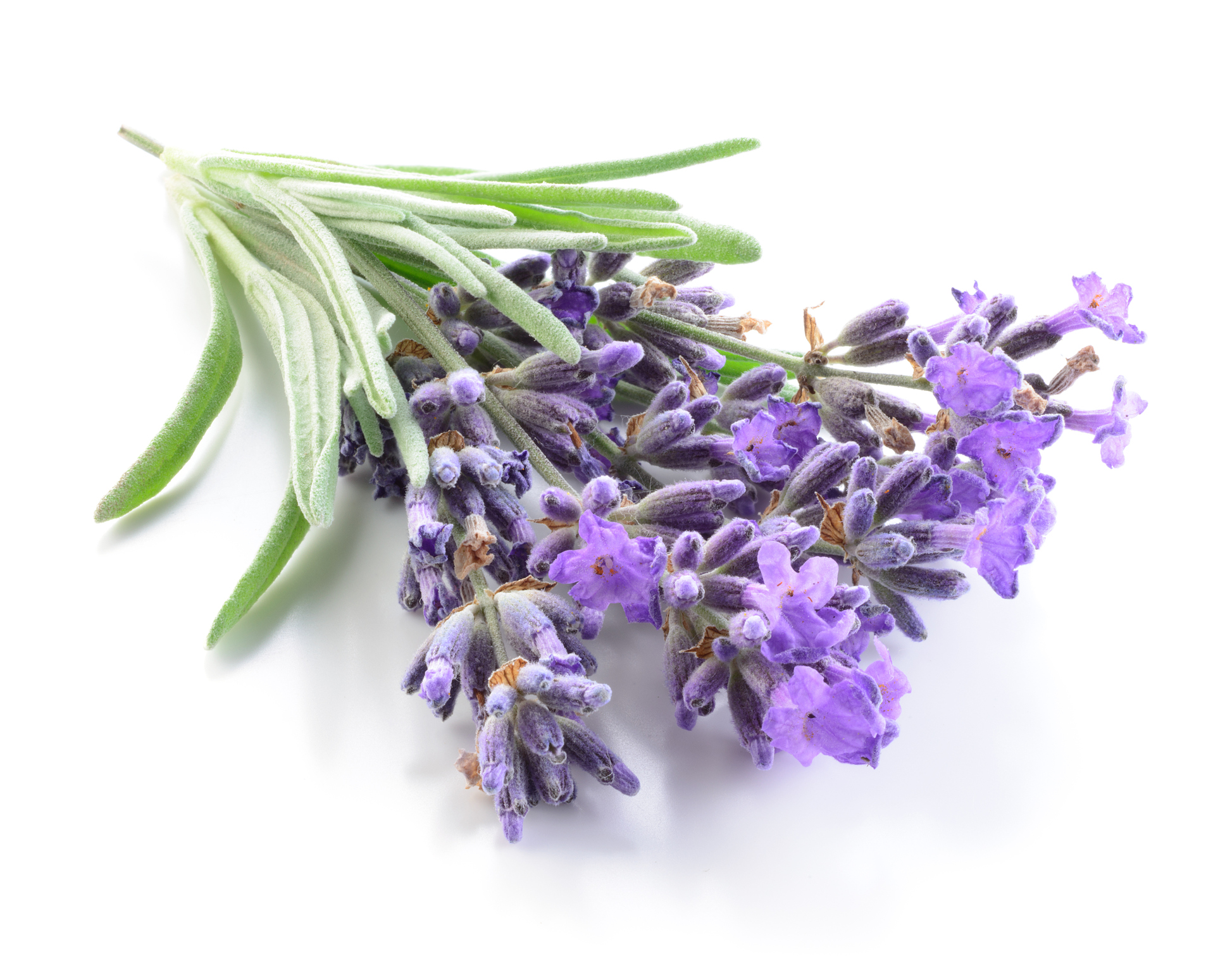 English Lavender (Lavendula angustifolia)