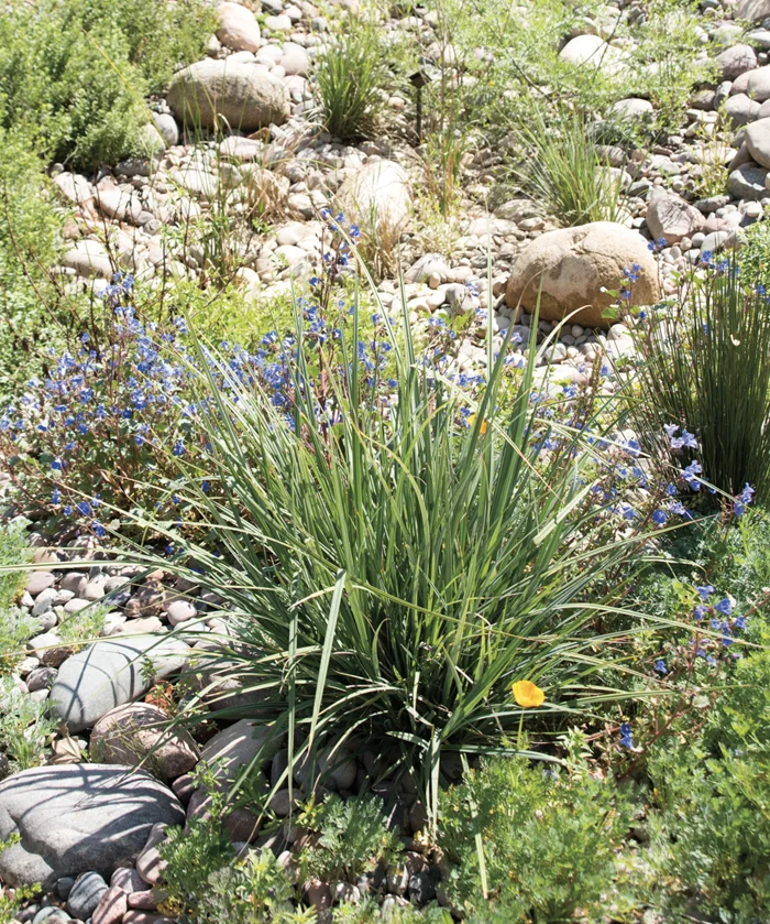 Native bioswale planting