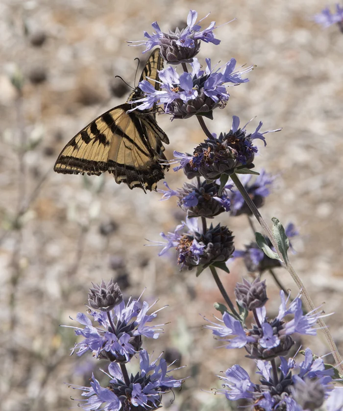 The pleasure of butterflies