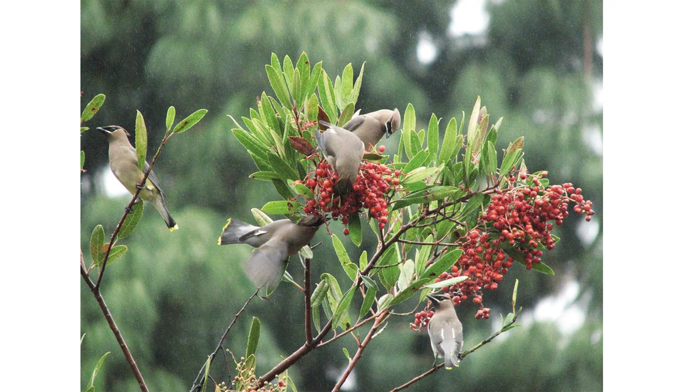 Cedar waxwing birds on toyon ( Heteromeles arbutifolia ) - Image © Antonia Warner