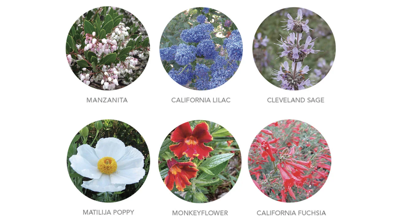 circleflowers.jpg