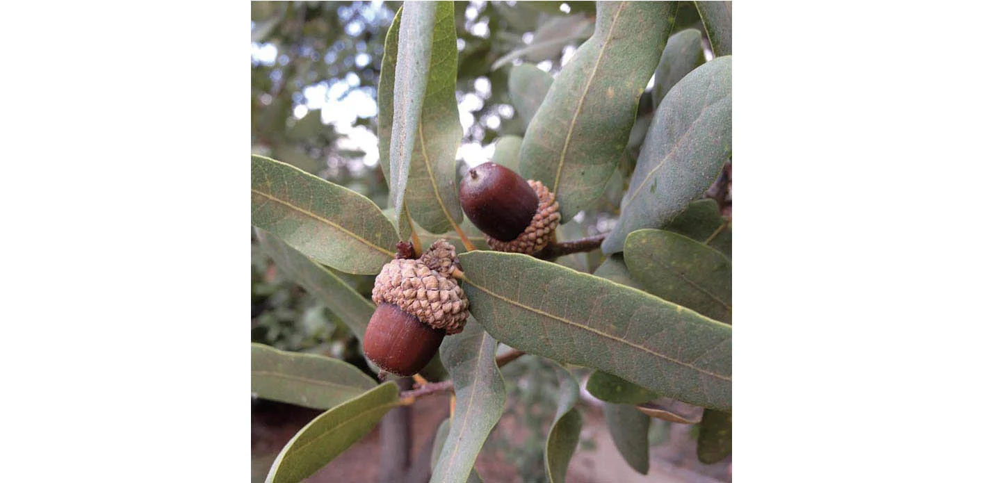 Oak : Coast Live Oak ( Quercus agrifolia) or Englemann Oak ( Quercus engelmannii ). Pictured is an Engelmann Oak . Image © Pam Pavela