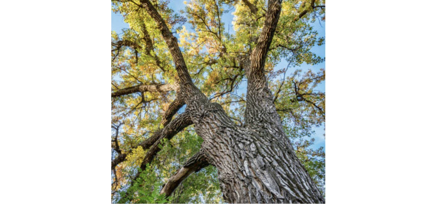 Cottonwood : Freemont cottonwood ( Populus freemontii ), black cottonwood ( Populus trichocarpa ),