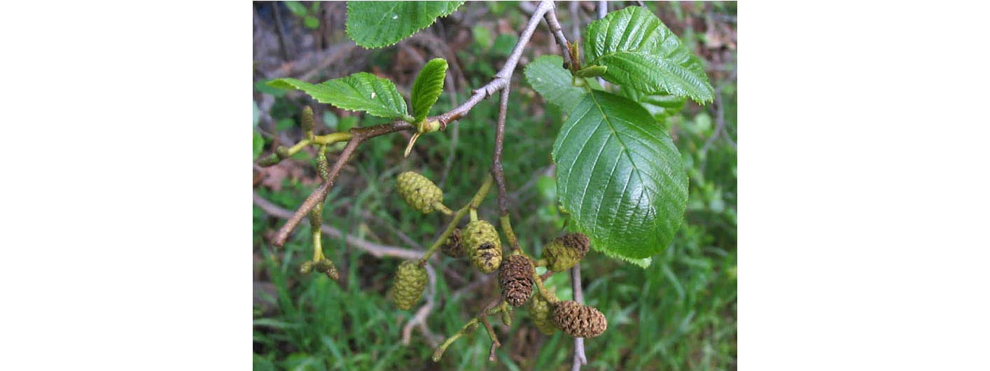 Alder : white alder ( Alnus rhombifolia )